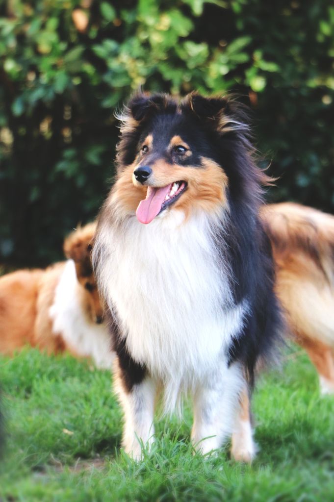 Les Shetland Sheepdog de l'affixe de l'elixir d'amour