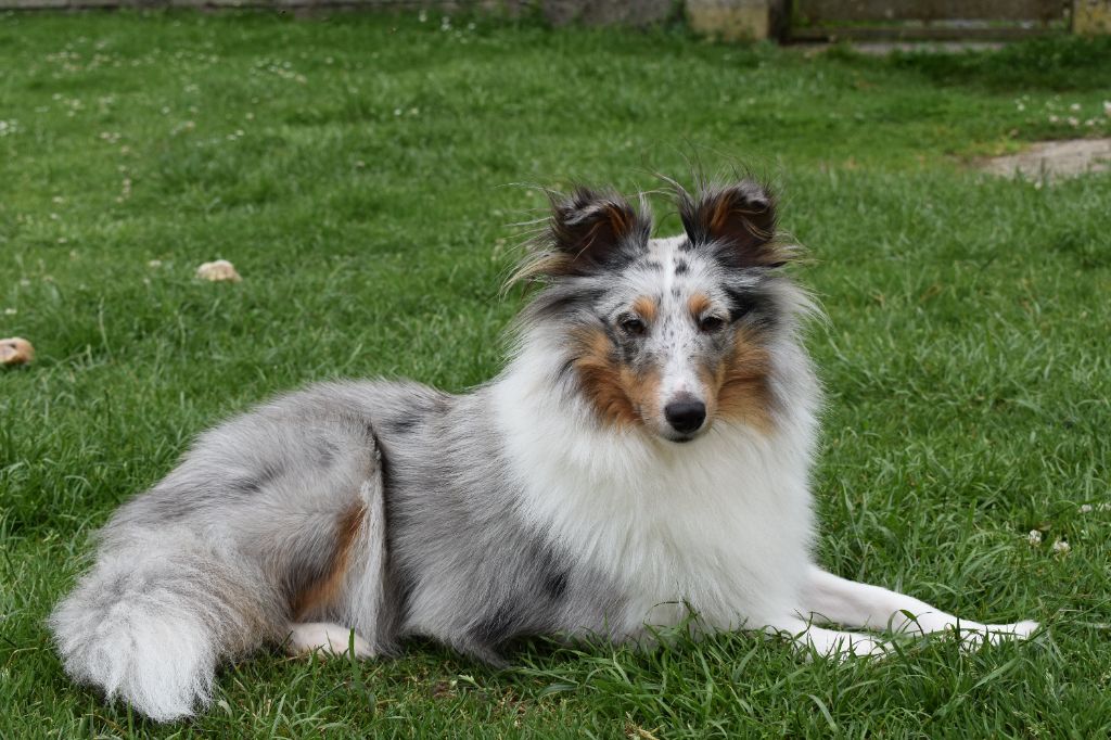 Les Shetland Sheepdog de l'affixe de l'elixir d'amour