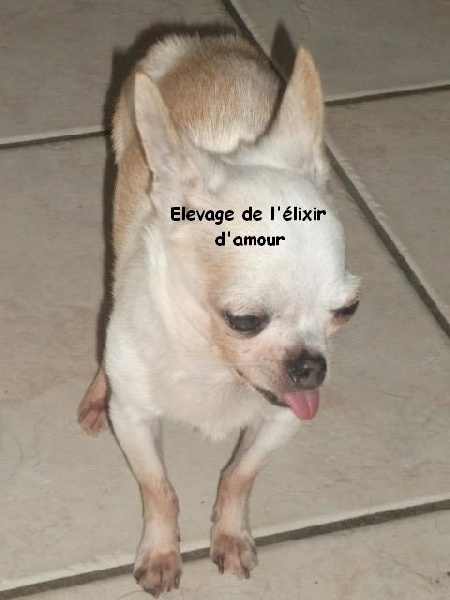 Small de l'elixir d'amour