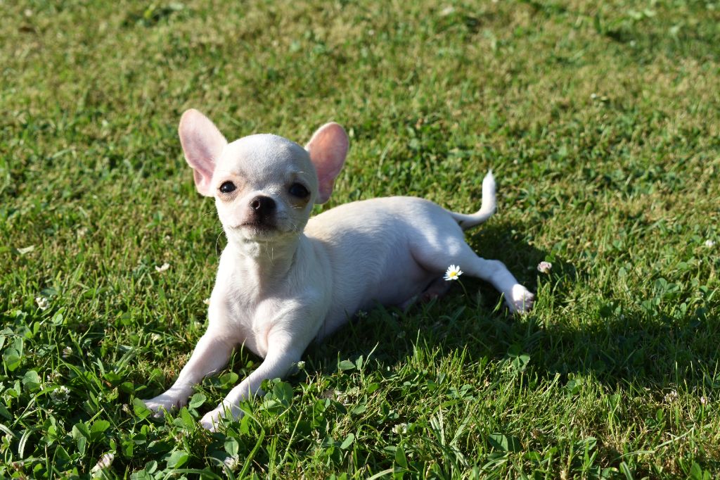 chiot Chihuahua de l'elixir d'amour