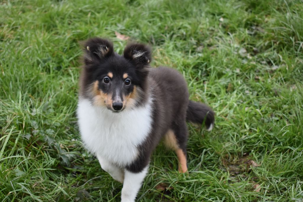 de l'elixir d'amour - Chiot disponible  - Shetland Sheepdog