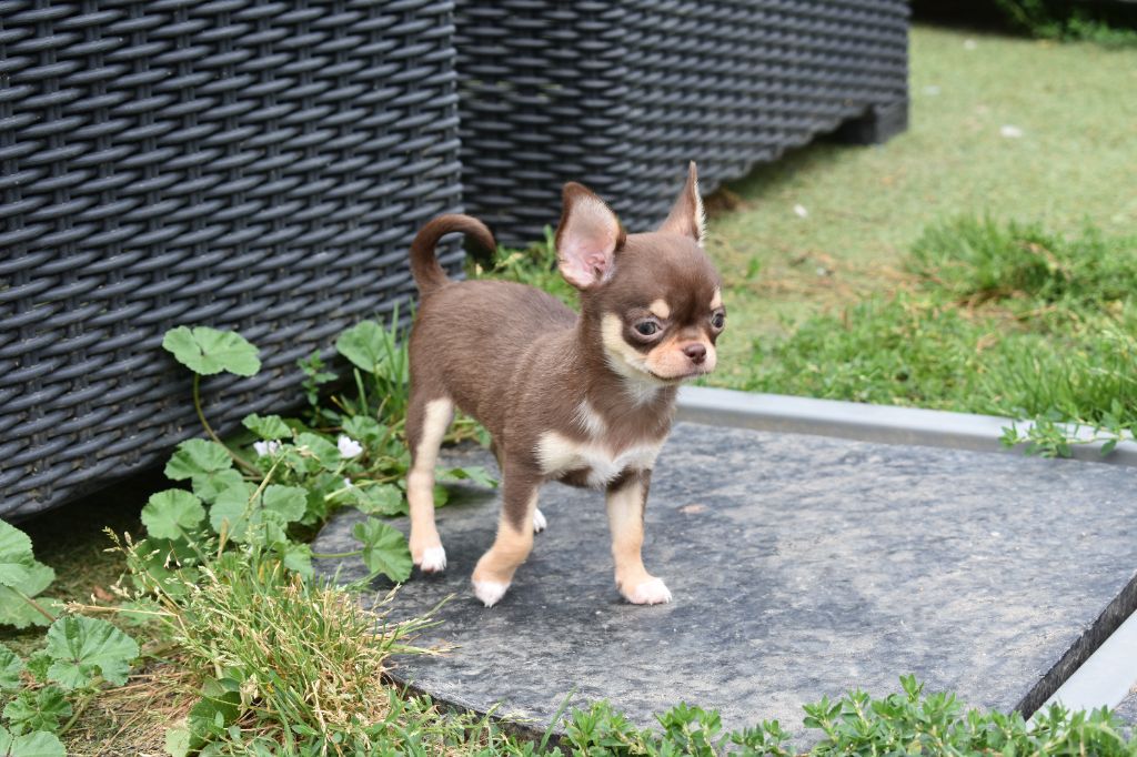 chiot Chihuahua de l'elixir d'amour