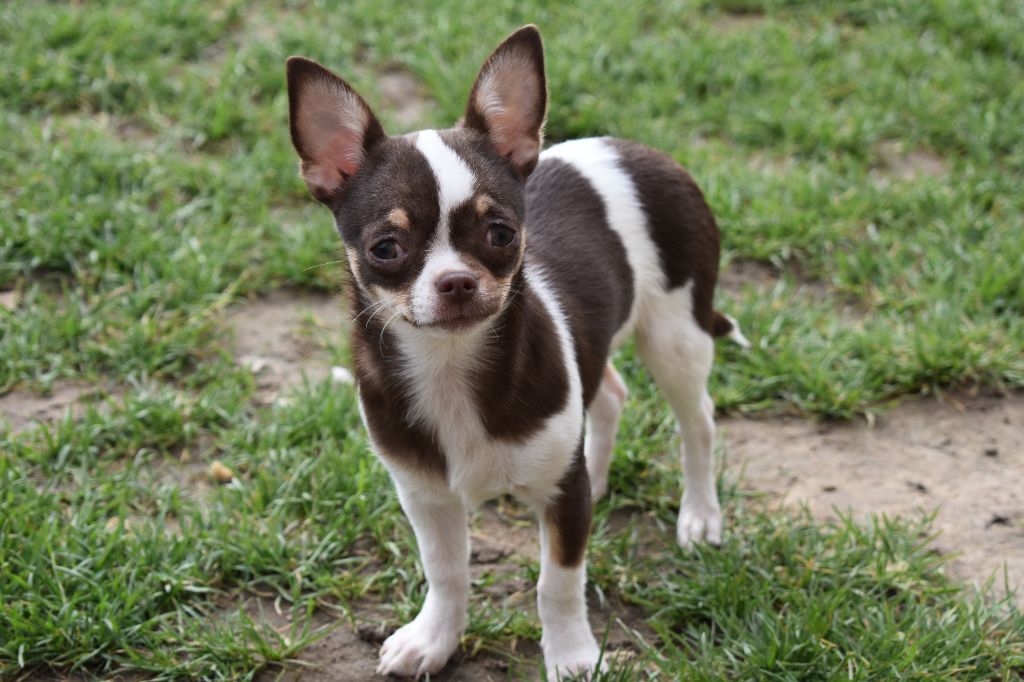 chiot Chihuahua de l'elixir d'amour