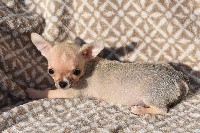 de l'elixir d'amour - Chihuahua - Portée née le 30/10/2019