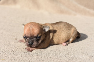 Velma (nom provisoire)