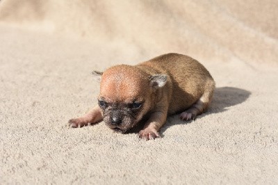 Velma (nom provisoire)