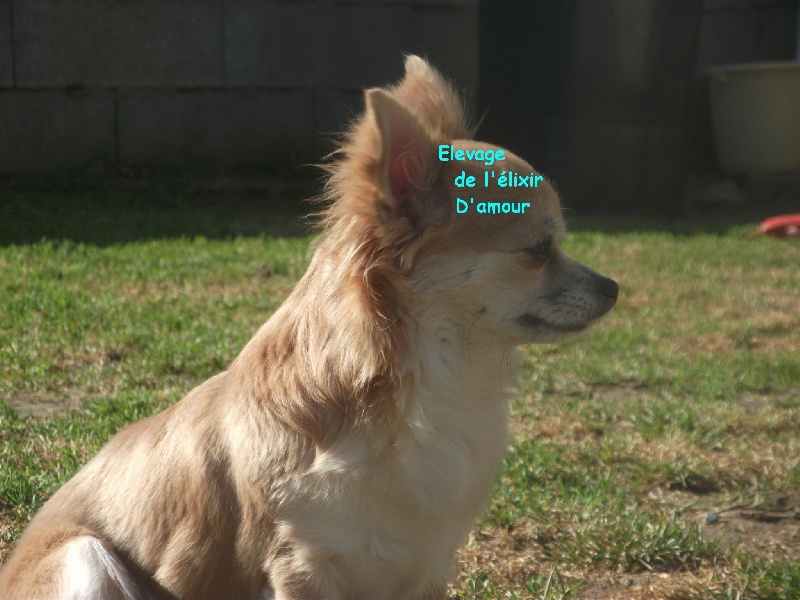 Fantaisia de l'elixir d'amour