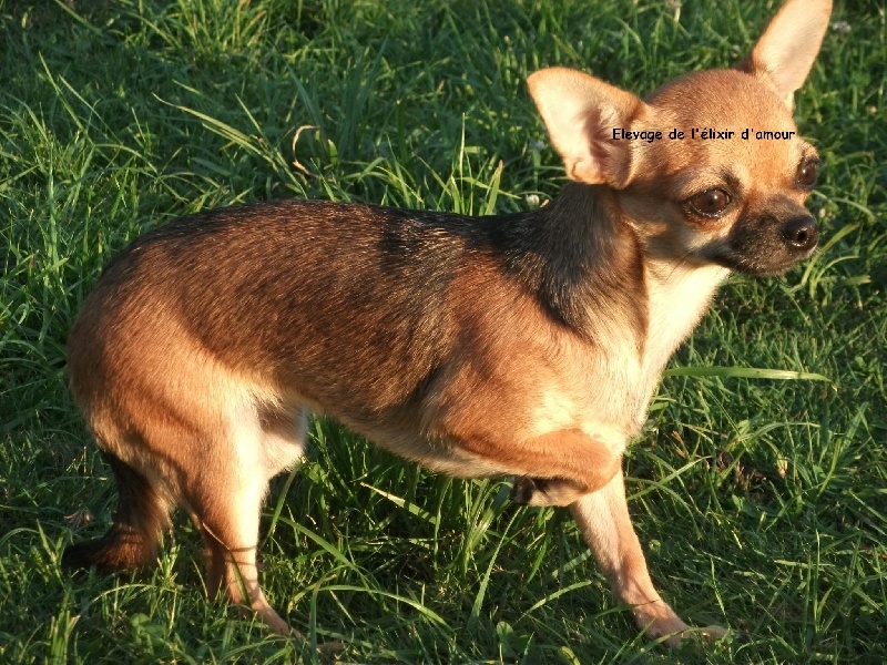 Gladdy's de l'elixir d'amour