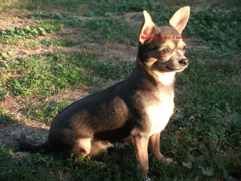 Ginger de l'elixir d'amour