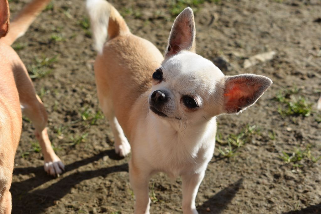 Miracle de l'elixir d'amour