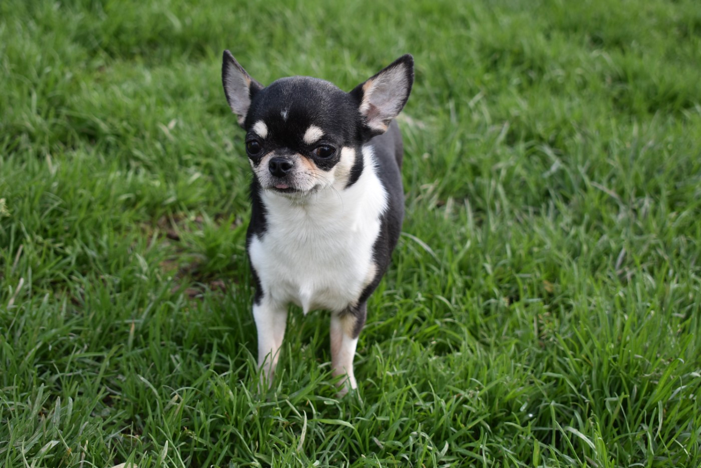 Vénus de l'elixir d'amour