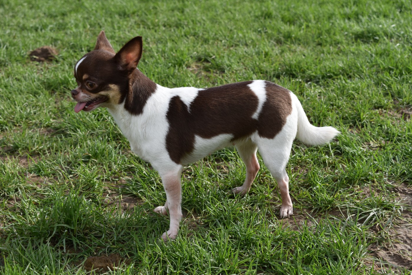 Sally de l'elixir d'amour