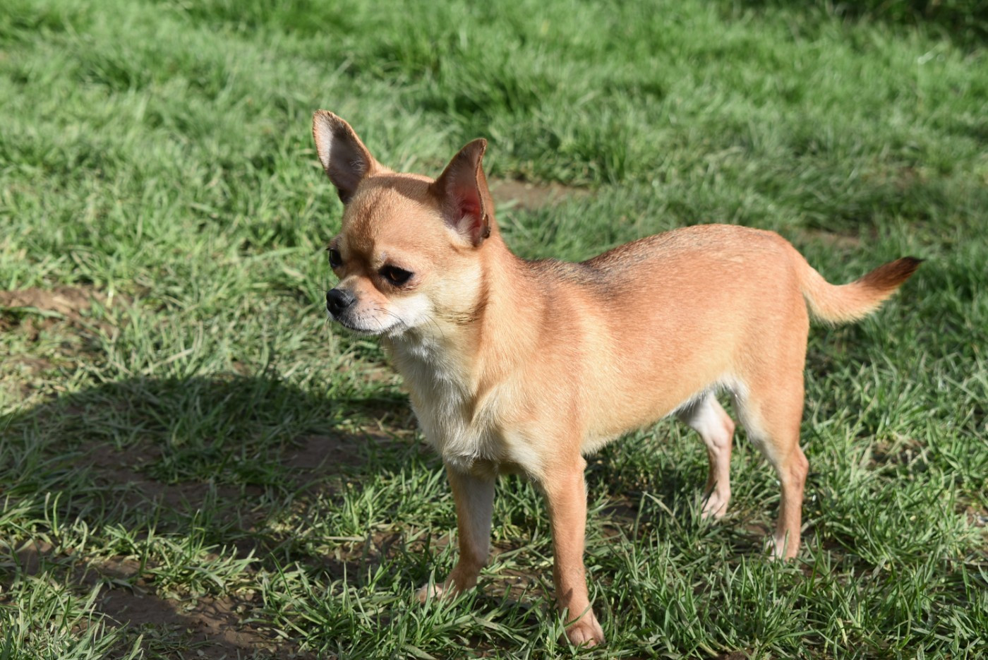 Varda de l'elixir d'amour