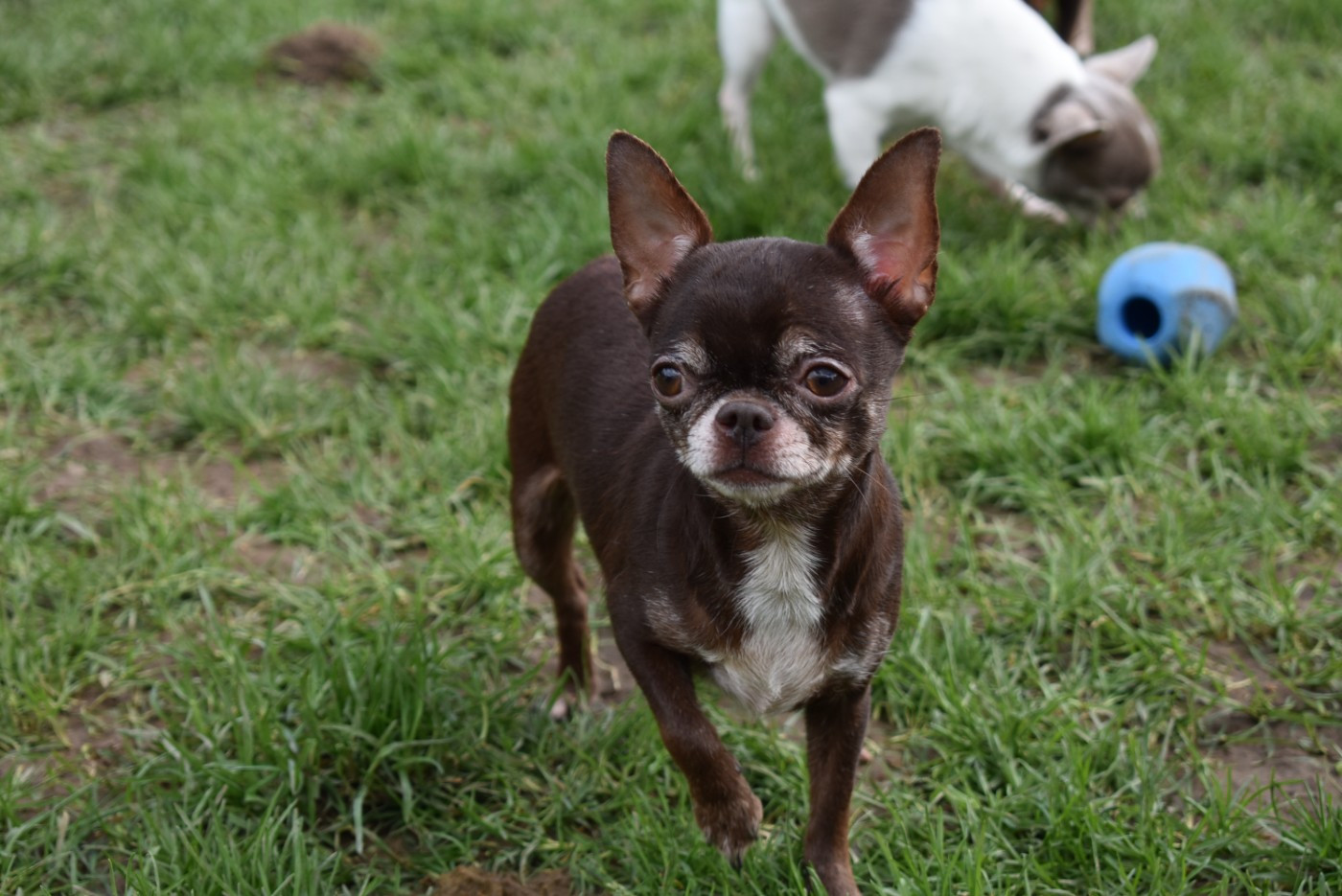 Toscane de l'elixir d'amour