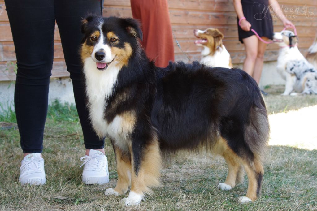 Raison de l'elixir d'amour