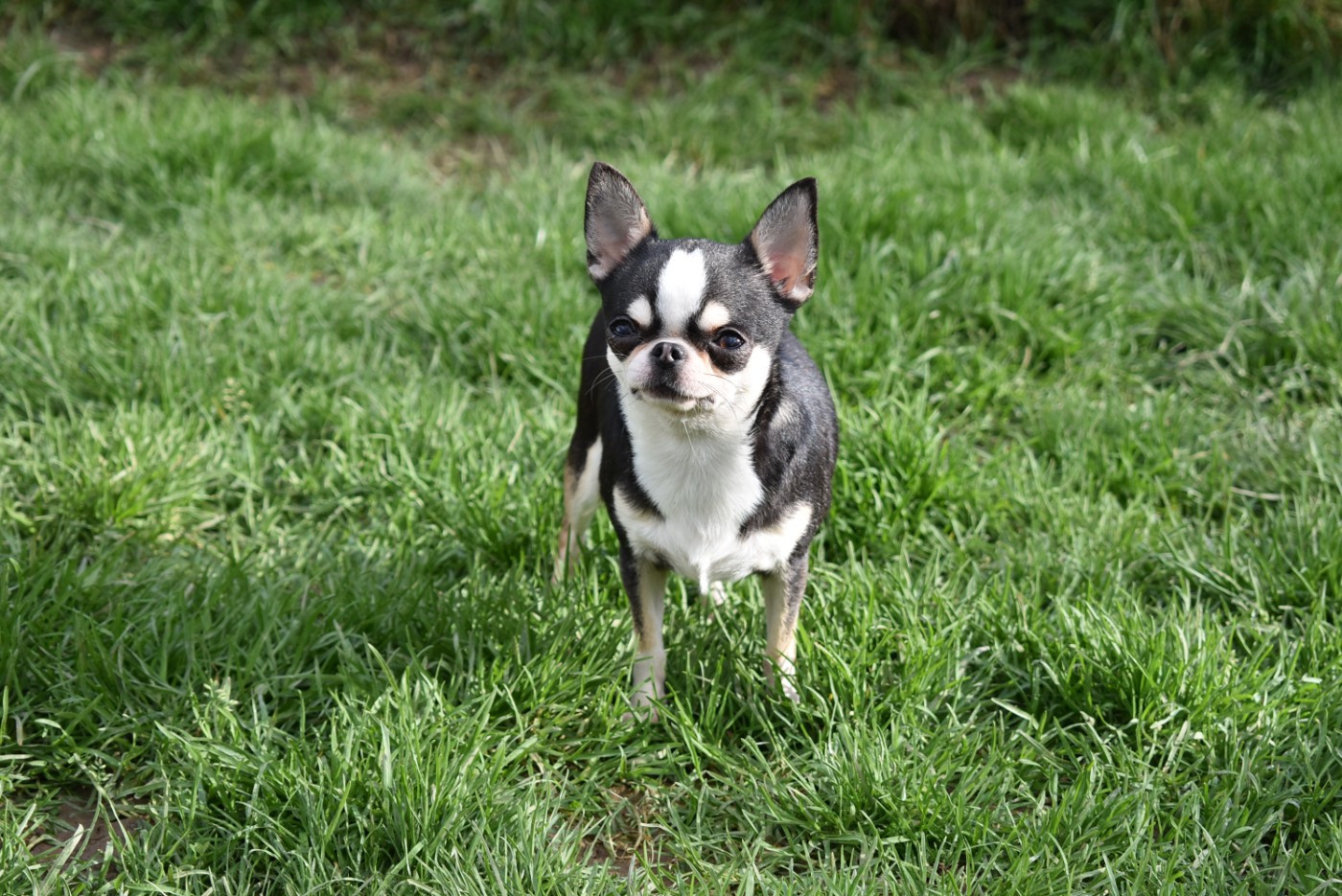 Vahiné de l'elixir d'amour
