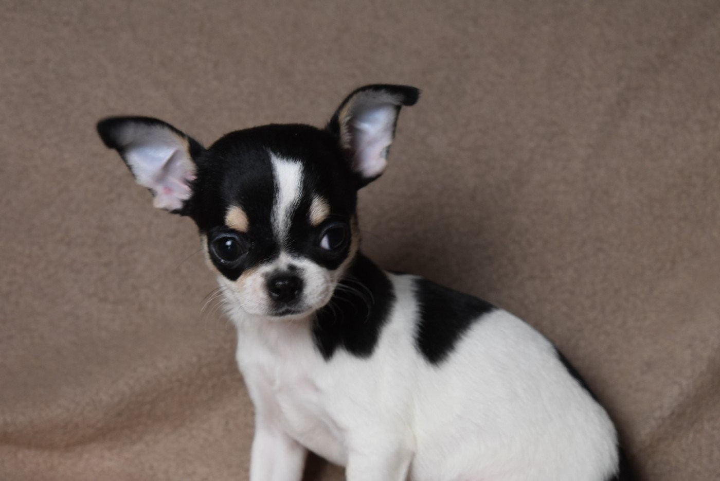 Alizée de l'elixir d'amour