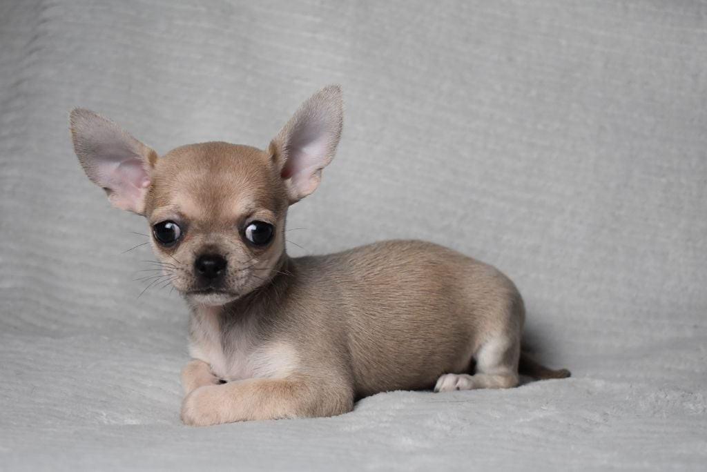 Arizona de l'elixir d'amour