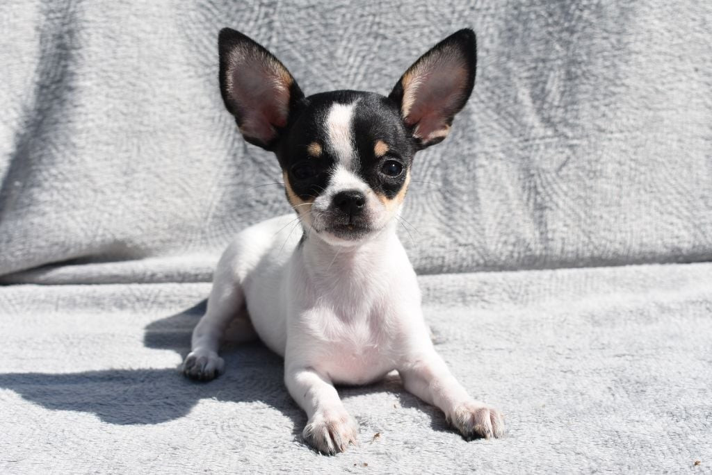 Arya de l'elixir d'amour