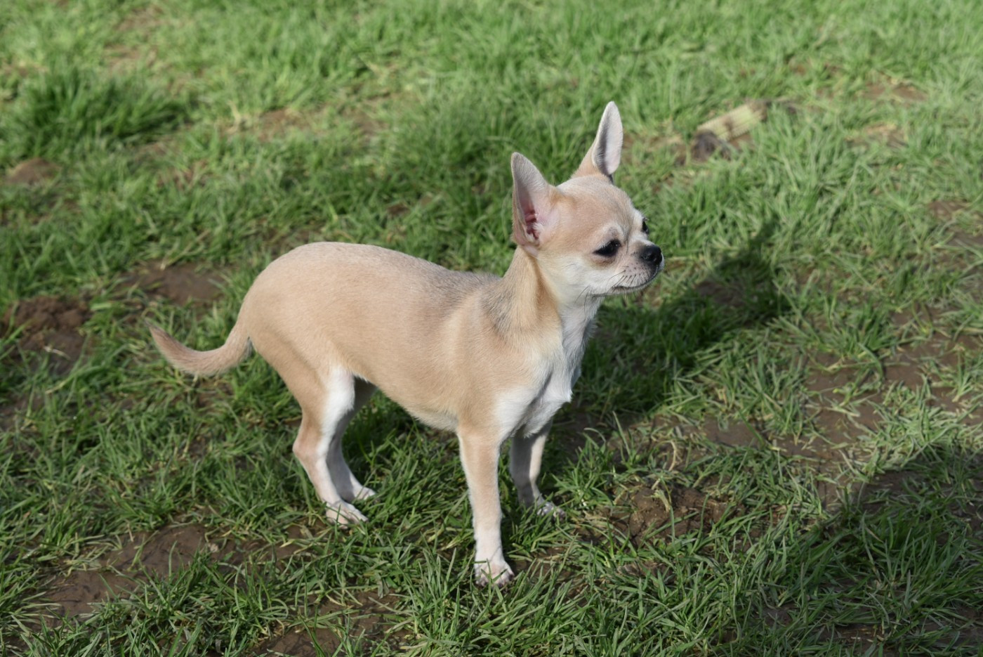 Arizona de l'elixir d'amour