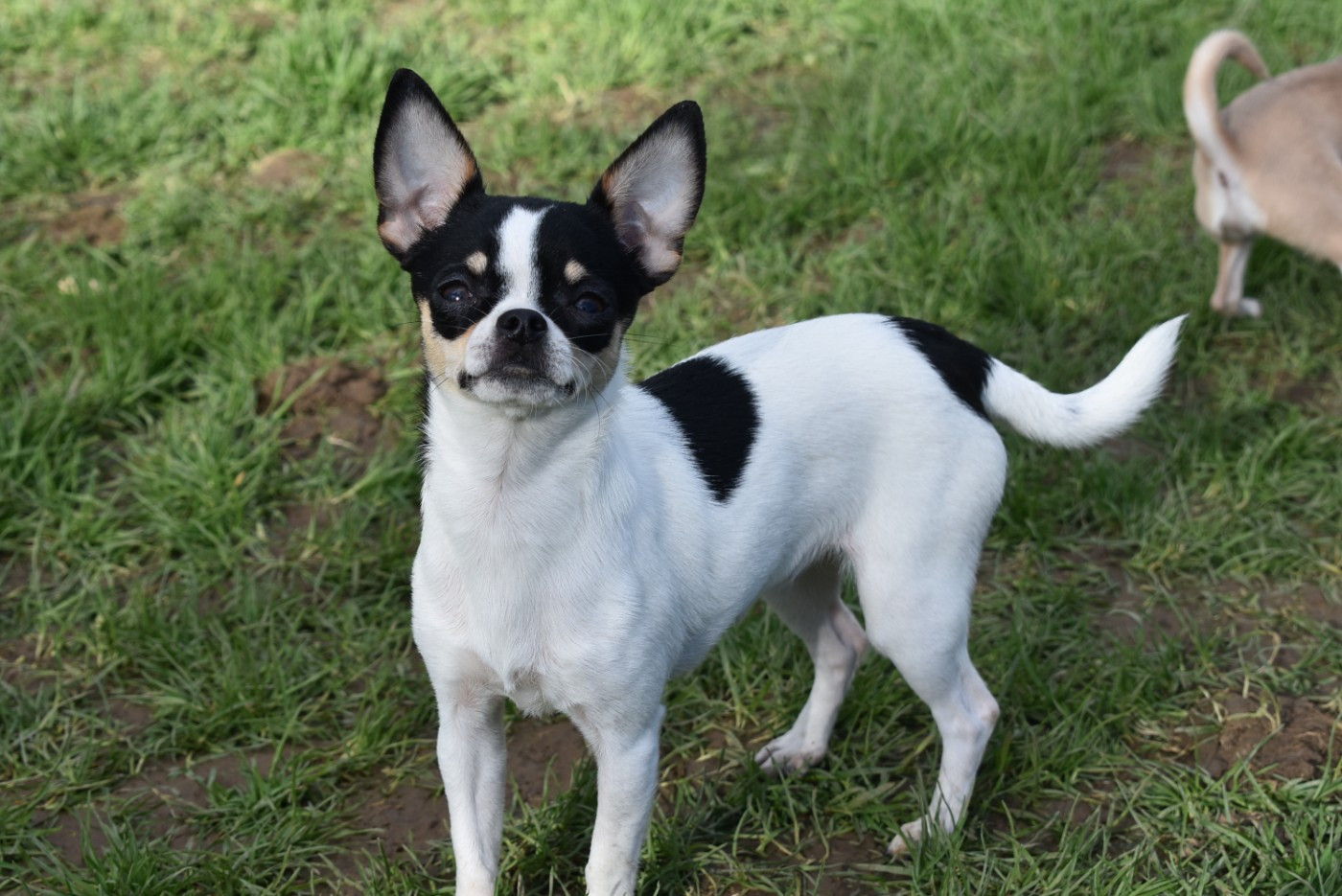 Arya de l'elixir d'amour