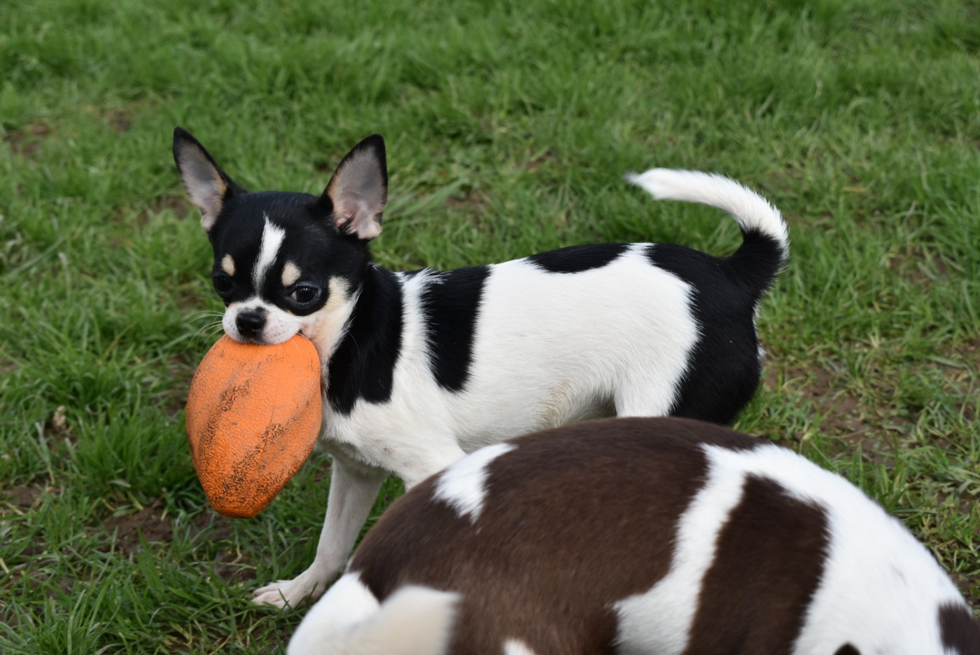 Alizée de l'elixir d'amour