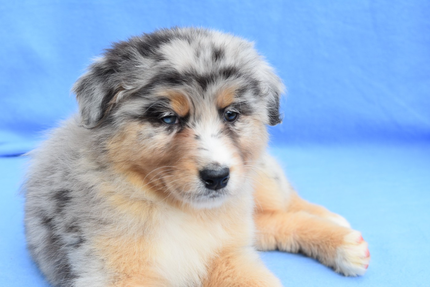 BETWEEN LIE OF THE TRUTH "Katell" de l'elixir d'amour