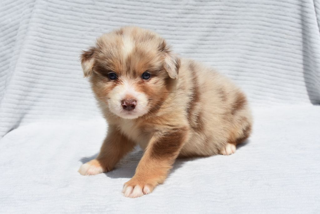 de l'elixir d'amour - Chiots disponibles - Berger Australien