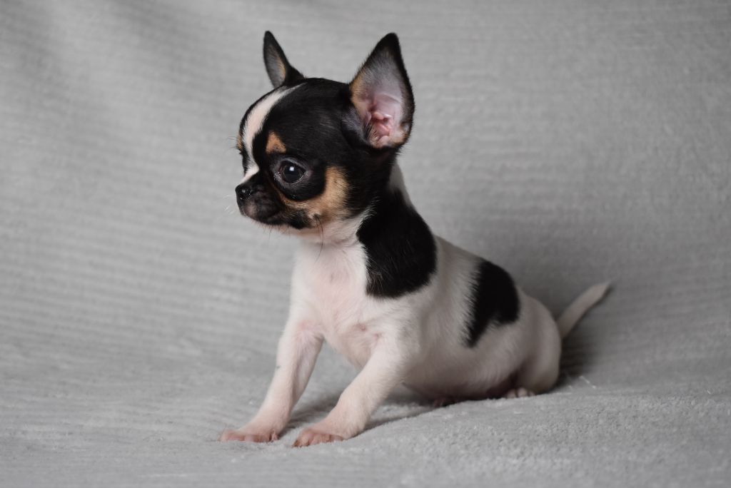 de l'elixir d'amour - Chihuahua - Portée née le 12/08/2025