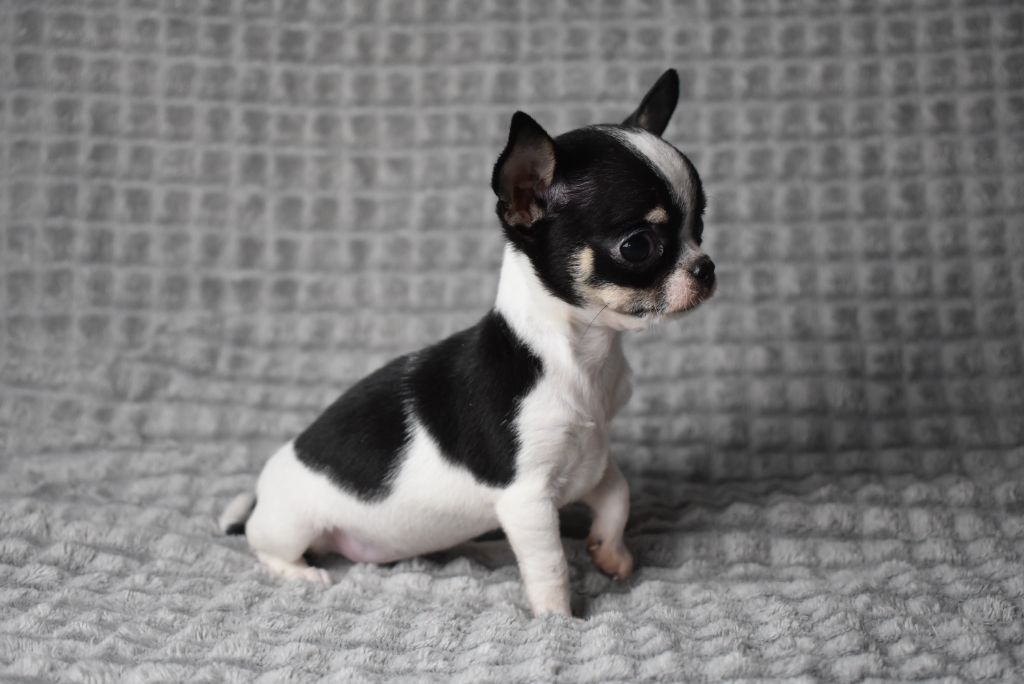 de l'elixir d'amour - Chiots disponibles - Chihuahua