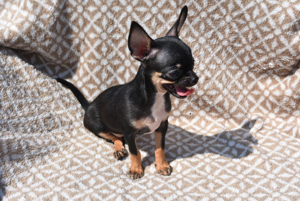 de l'elixir d'amour - Chihuahua - Portée née le 02/06/2019