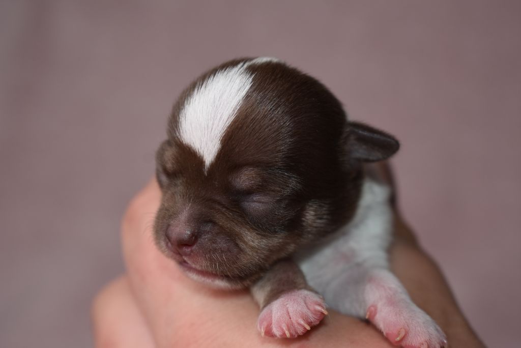 de l'elixir d'amour - Chiots disponibles - Chihuahua
