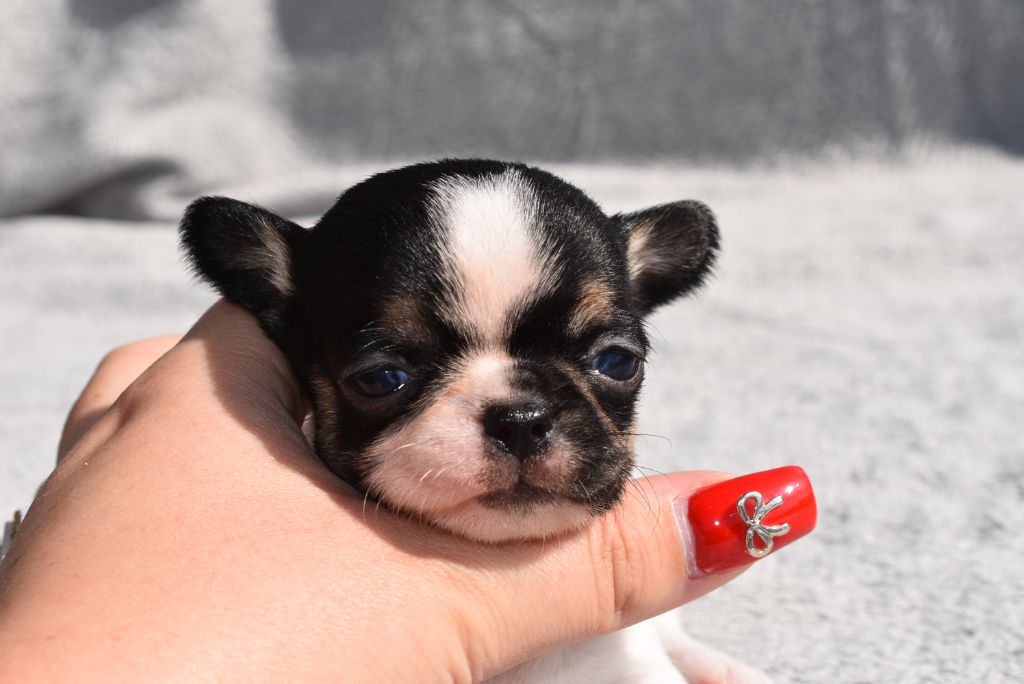 de l'elixir d'amour - Chiots disponibles - Chihuahua