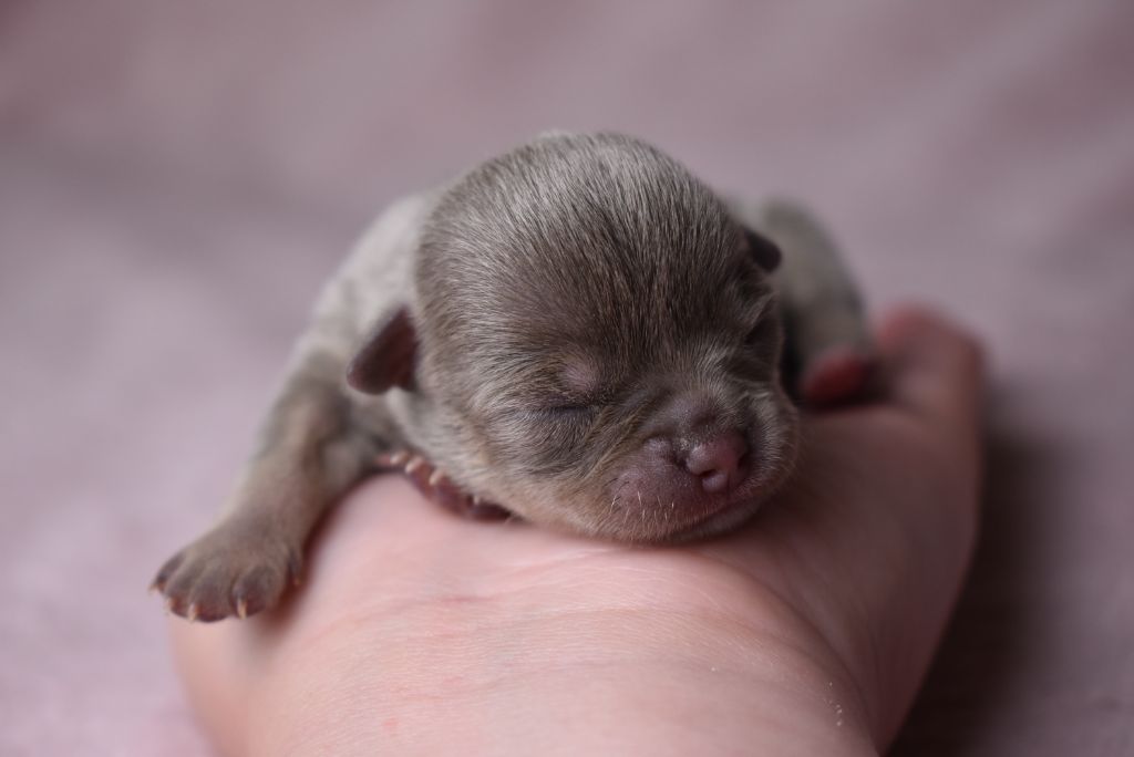de l'elixir d'amour - Chiots disponibles - Chihuahua