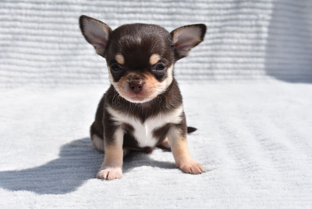 de l'elixir d'amour - Chiots disponibles - Chihuahua