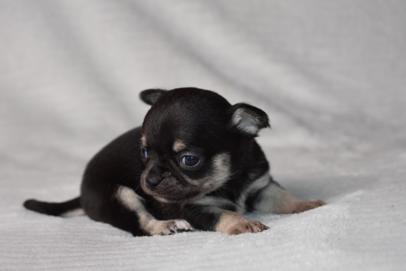 de l'elixir d'amour - Chihuahua - Portée née le 06/10/2025