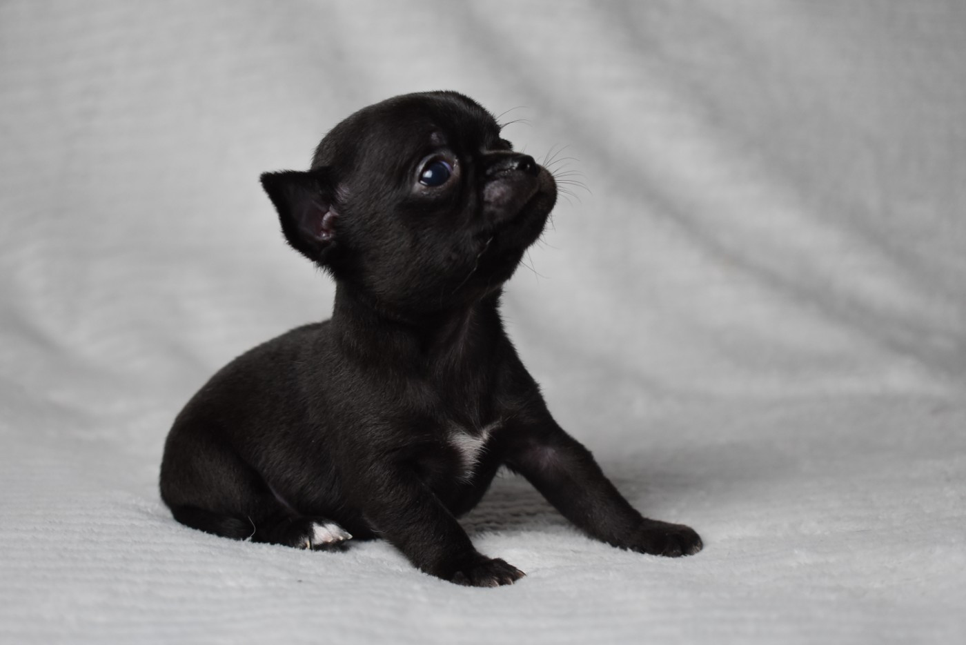 de l'elixir d'amour - Chiots disponibles - Chihuahua