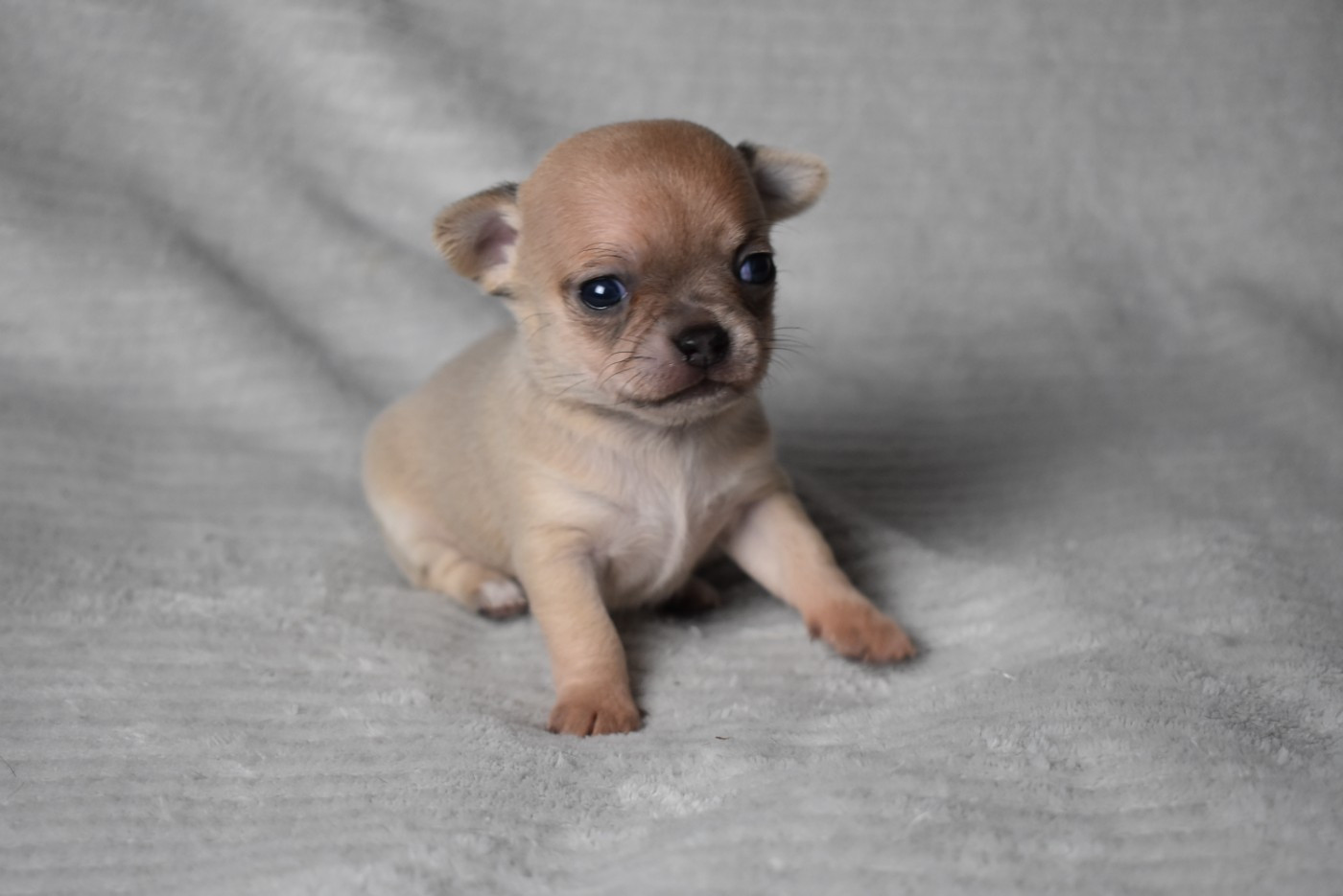 de l'elixir d'amour - Chiots disponibles - Chihuahua