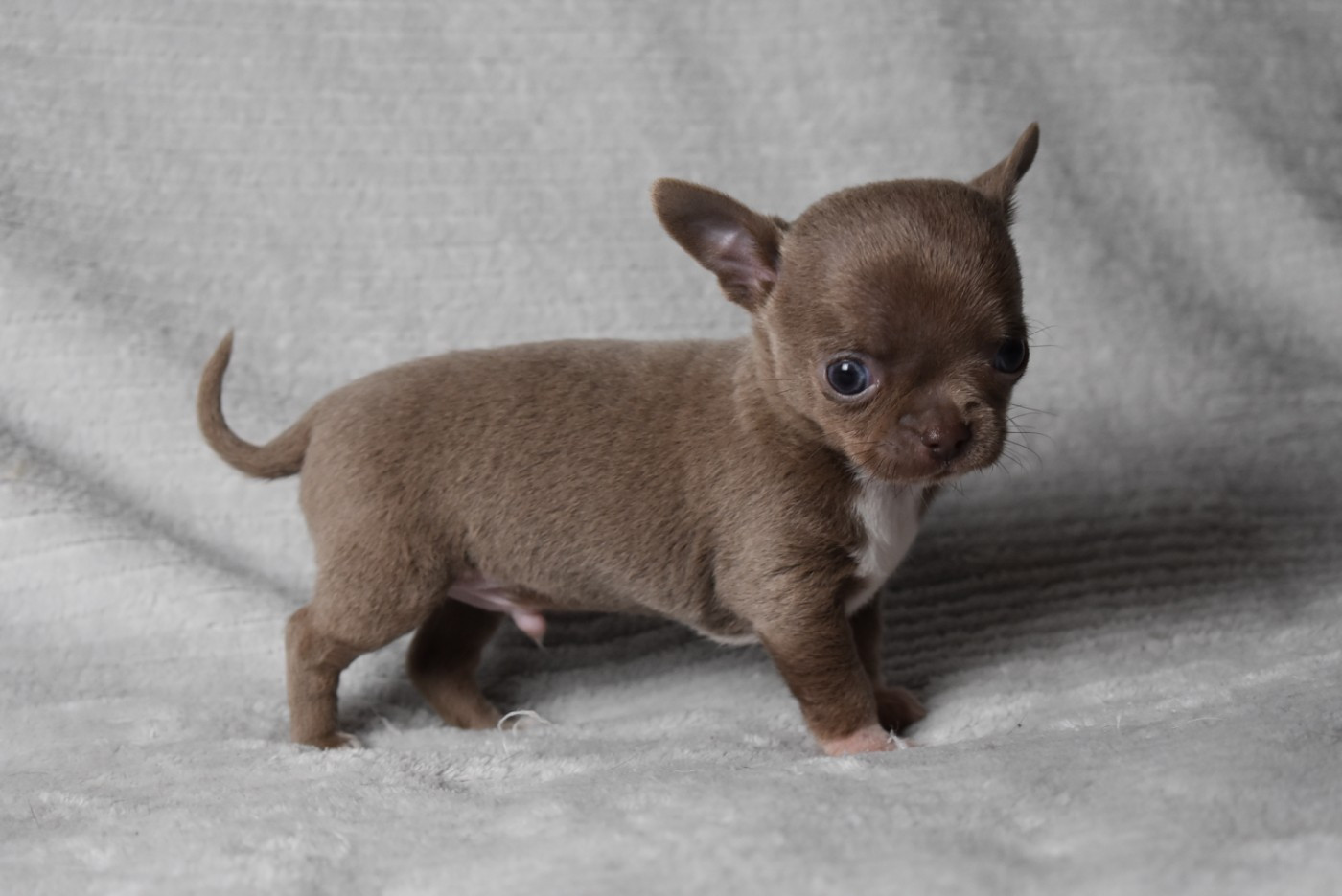 de l'elixir d'amour - Chihuahua - Portée née le 20/09/2025