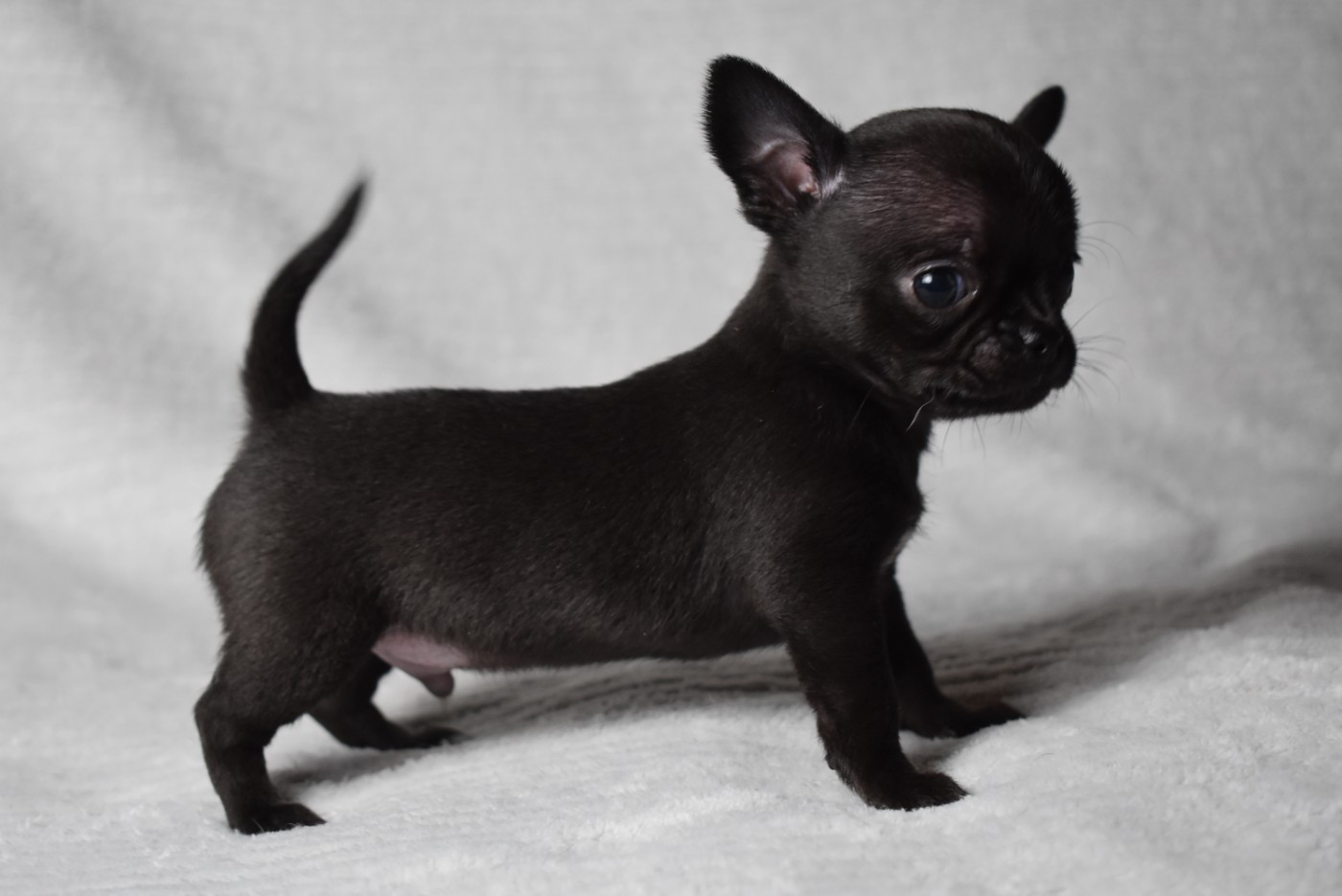 de l'elixir d'amour - Chiots disponibles - Chihuahua