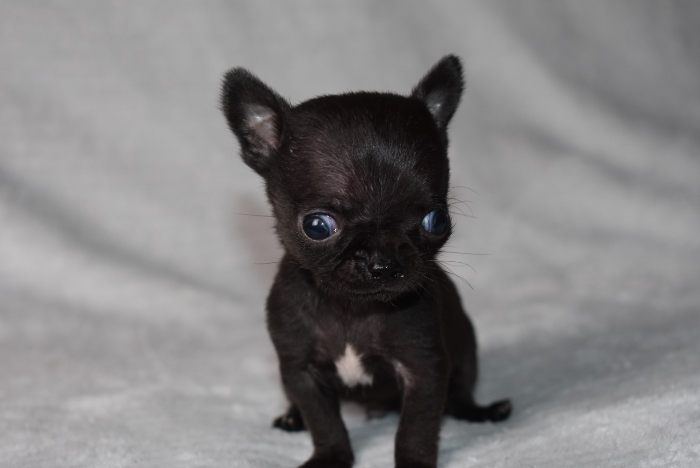 de l'elixir d'amour - Chiots disponibles - Chihuahua