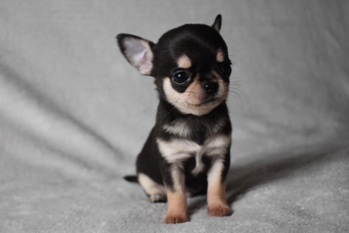 de l'elixir d'amour - Chihuahua - Portée née le 18/09/2025