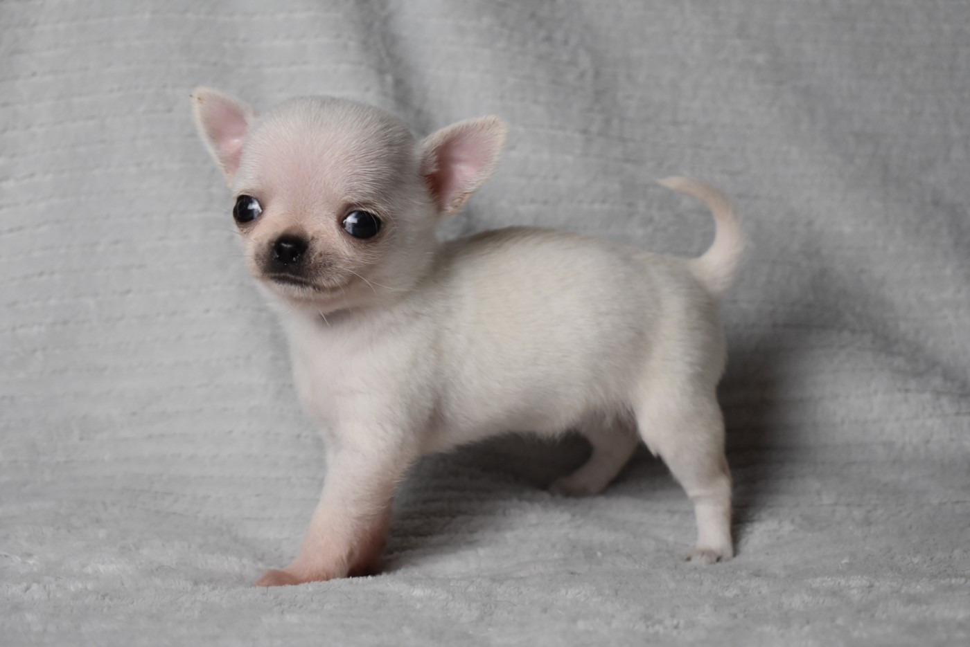 de l'elixir d'amour - Chiots disponibles - Chihuahua