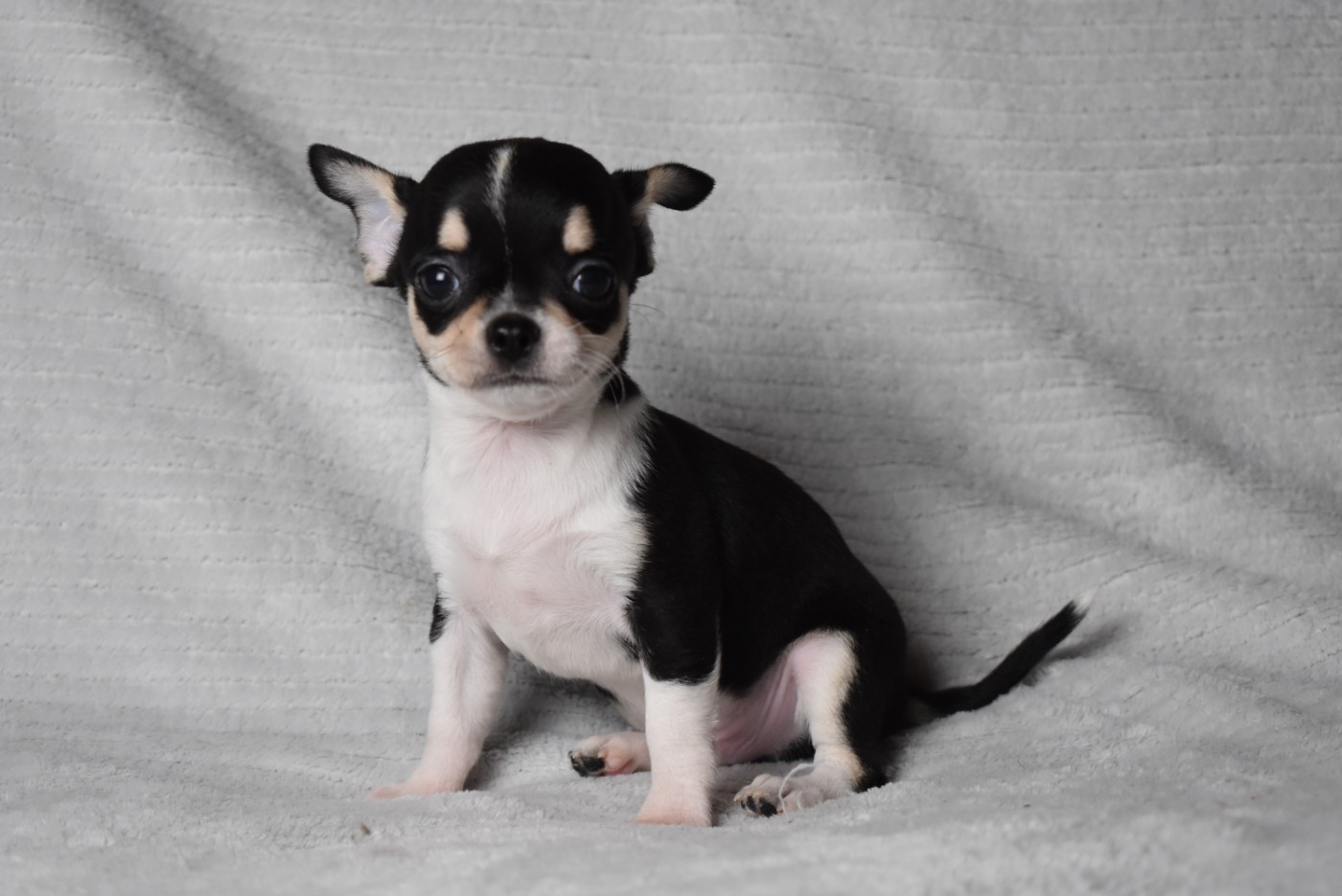 de l'elixir d'amour - Chiots disponibles - Chihuahua