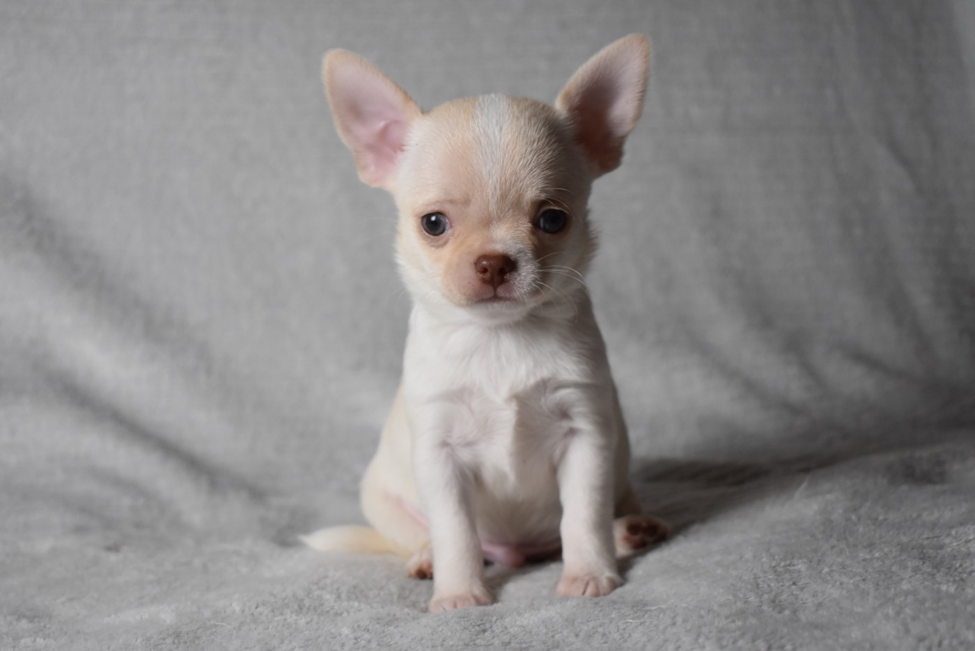 de l'elixir d'amour - Chihuahua - Portée née le 07/09/2025