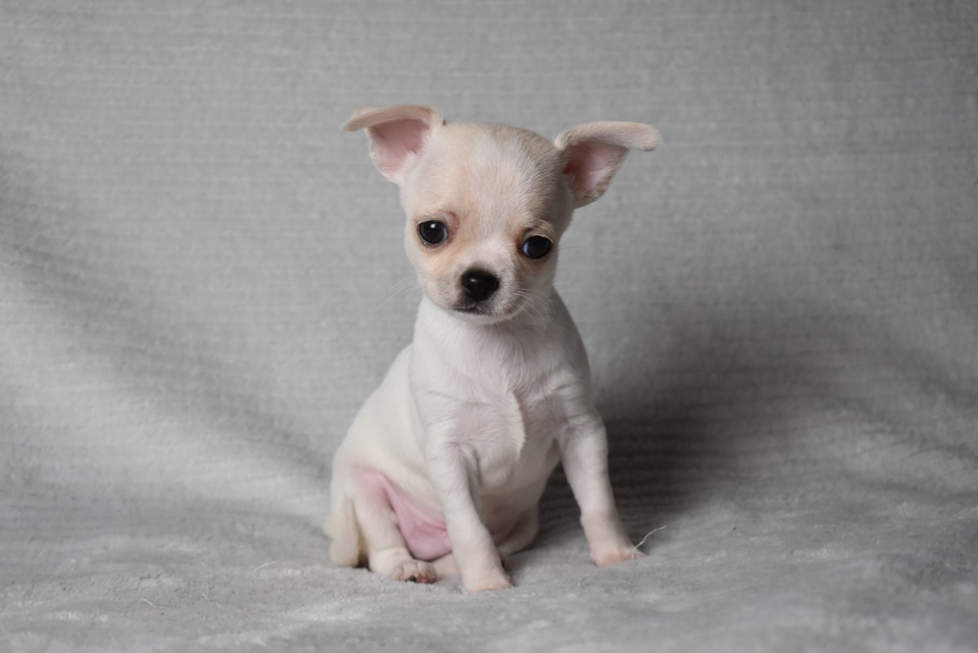 de l'elixir d'amour - Chiots disponibles - Chihuahua