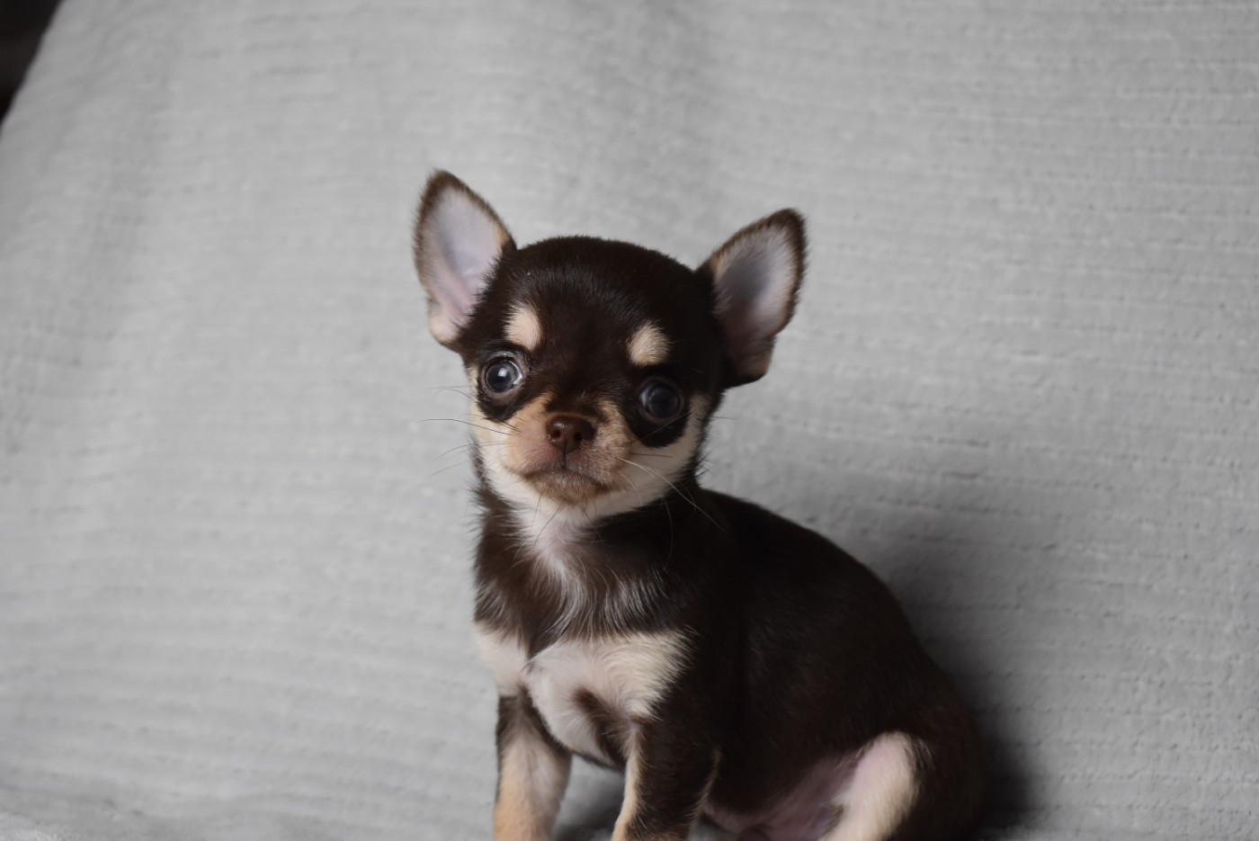 de l'elixir d'amour - Chiots disponibles - Chihuahua
