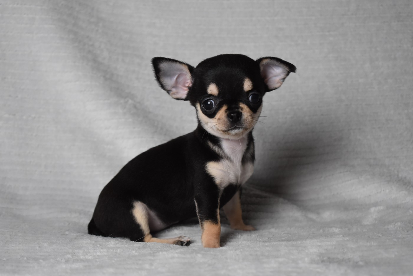 de l'elixir d'amour - Chiots disponibles - Chihuahua