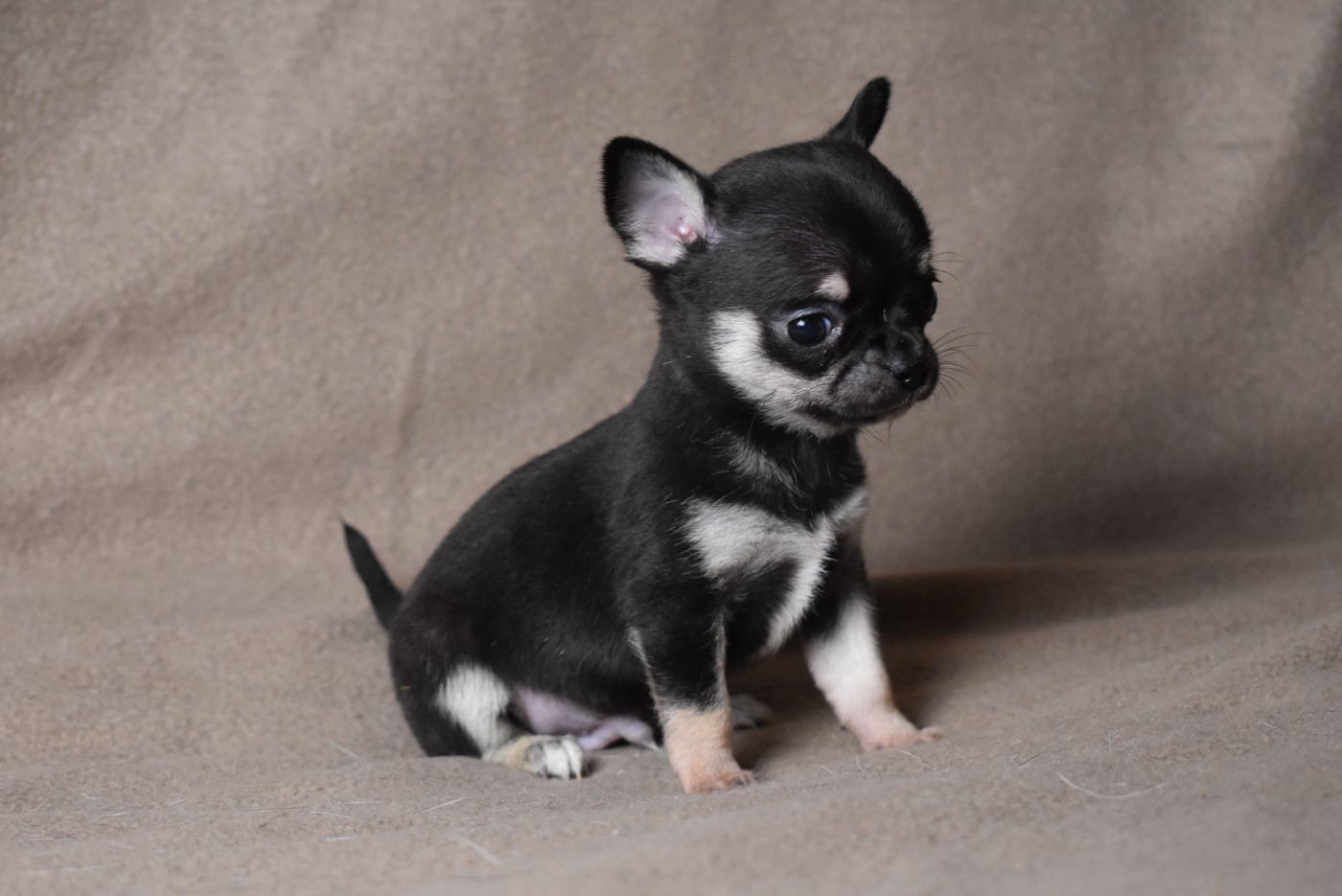 de l'elixir d'amour - Chiots disponibles - Chihuahua