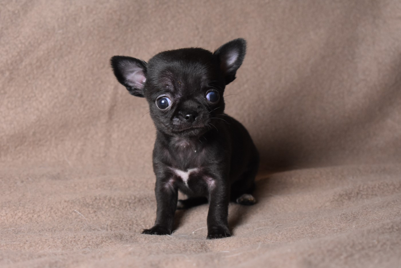 de l'elixir d'amour - Chiots disponibles - Chihuahua